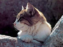 Gatti (181)